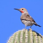 Gilded Flicker by Richard Fray