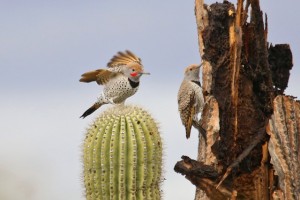 Gilded Flicker pair by Richard Fray
