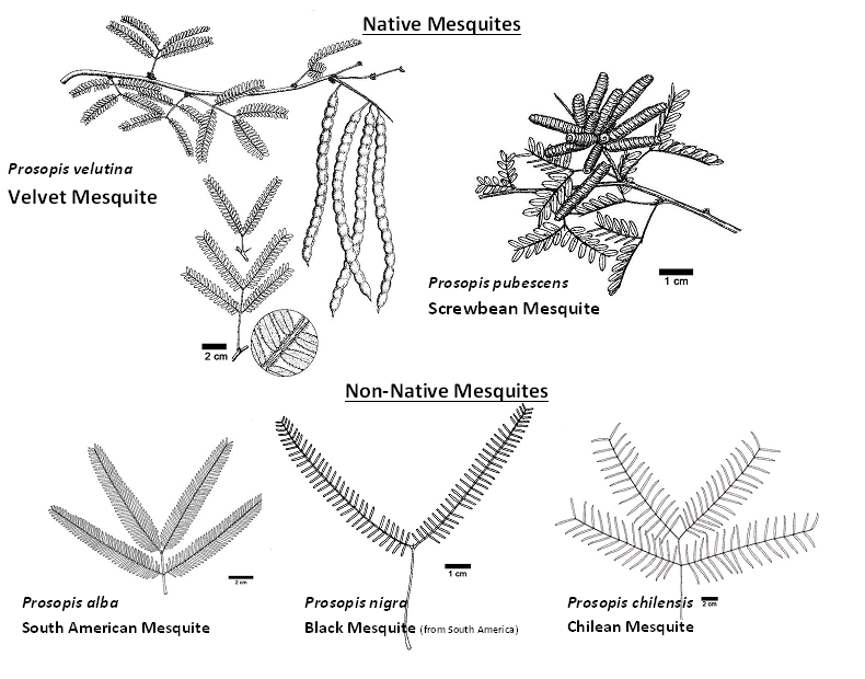 mesquites