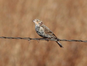 A Chestnut-collared Longspur perches on a fence at San Rafael Grasslands IBA (photo courtesy of Alan Schmierer).