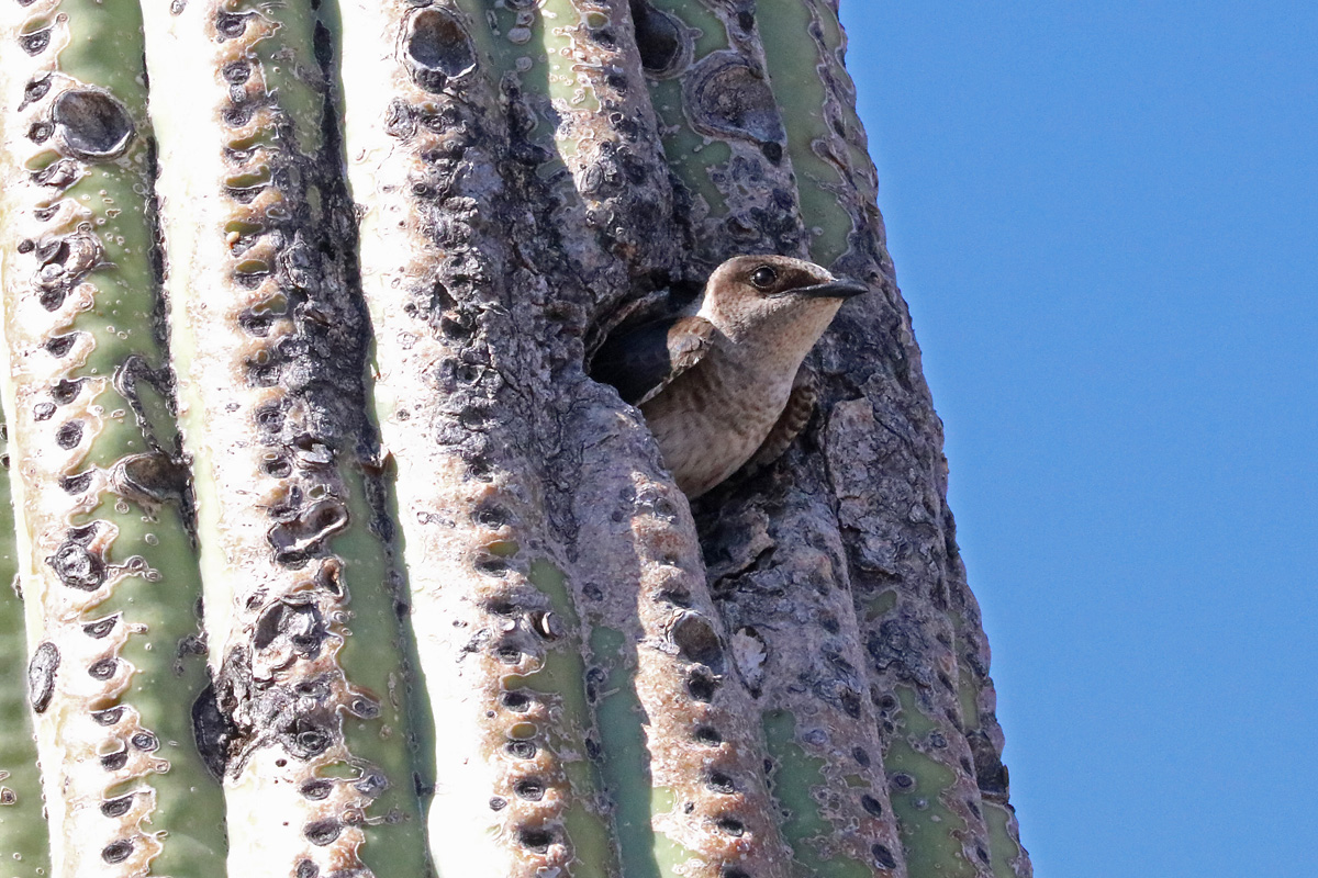 1 Desert Purple Martin Project Arizona Important Bird Areas Program 1378