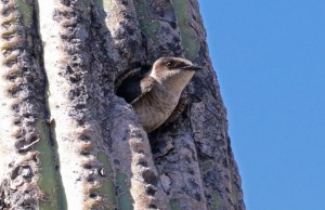 Female Desert Purple Martin looking out of nesting hole. Photo by Richard Fray
